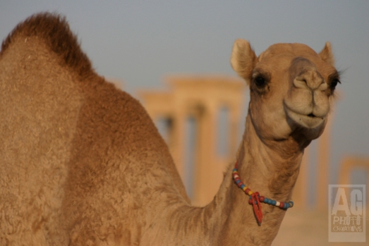 A baby camel wanders the historic ruins in Palmyra Syria.