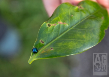 Blue Lady Bird on Leaf