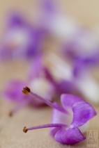 Macro of Small Purple Flowers