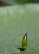 Macro Lily Bud in Lily Pad