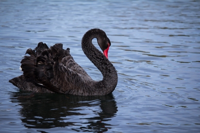 Black Swan Preening while sitting on Lake in Auckland New Zealand