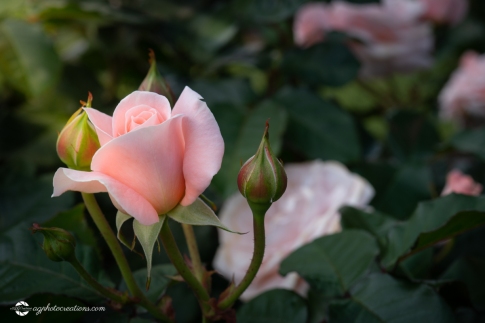 Beautiful Pink Rose and Rosebuds in Afternoon Sun in Rose Garden, Close Up, Selective Focus