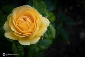 Beautiful Yellow Rose in a Garden on Dark Background with Selective Focus and Copy Space