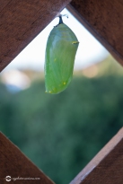Monarch Butterfly Chrysalis Hanging on Wooden Deck Vertical